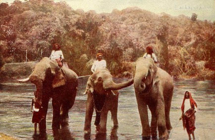 Elephants after their Bath, Ceylon