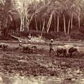 Ploughing the rice fields