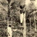 Tapping Rubber in Ceylon