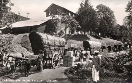Bullock carts transport Tea from factory, Ceylon 1930s