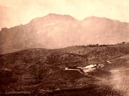 A TEA PLANTATION AT DELTA PUNLAWA. CEYLON 1860