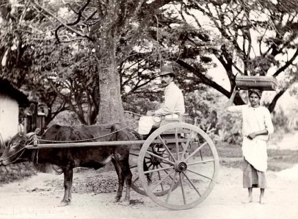 A Singalese man in a Bullock Hackery followed by a coolie 1903