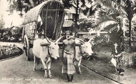 Bullock cart, common local transport Ceylon c.1930