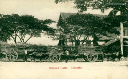 The most common form of Native Ceylonese transportation Bullock Cart