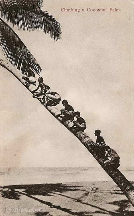 Native children Climbing a coconut tree