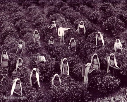 Tea Pluckers in Sri Lanka early 1900s