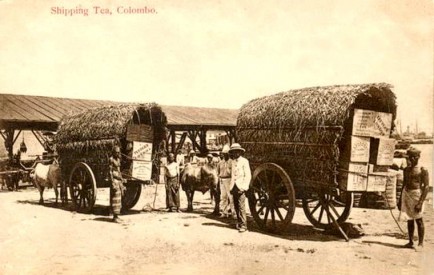 Transport Tea for shipping, Colombo c.1912