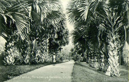 Talipot palms, Peradeniya Botanical Gardens, Ceylon Late 1800s