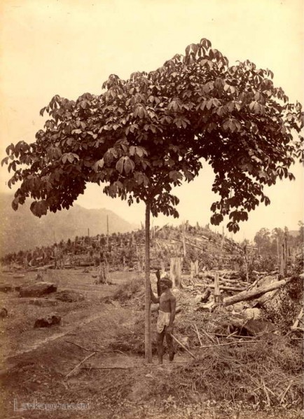 Clearing forests to plant Tea, Ceylon c.1880