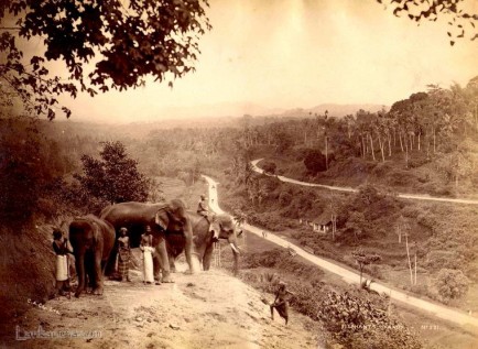 Elephants at Kandy Ceylon Early 1900