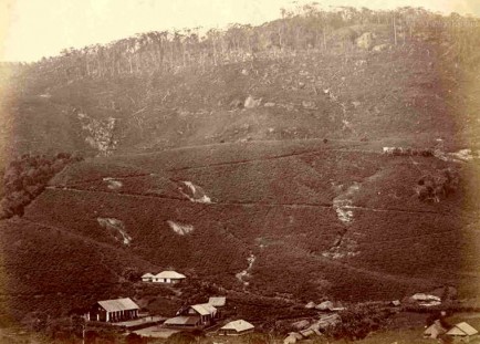 Up country Tea plantation in Sri Lanka 1880