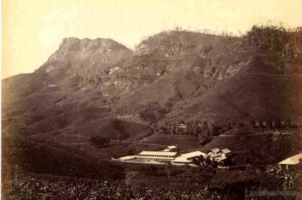 Tea Plantation & The Factory c.1880's