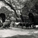 Bullock Wagons Colombo 1930s