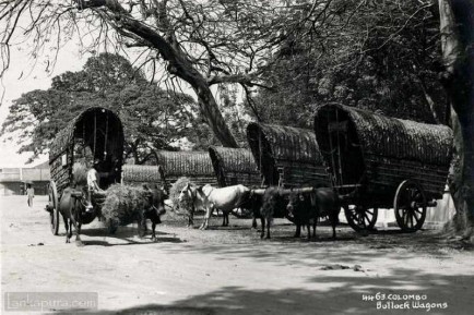 Bullock Wagons Colombo 1930s