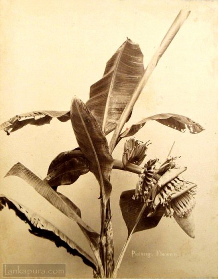 Pisang Flower c.1880