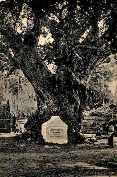 White Man’s Tree at Trincomalee Ceylon