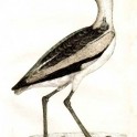 Erodia Amphilensis Ceylon 1826