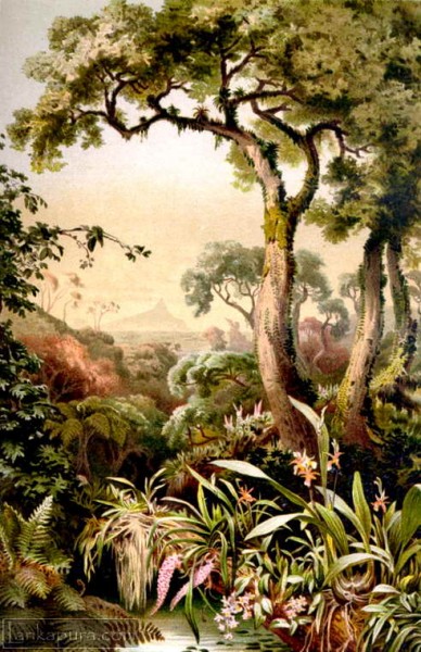 antique print of Tropical epithytes of Ceylon