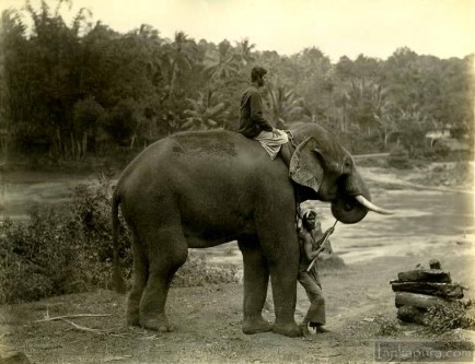Elephant at work in Sri Lanka