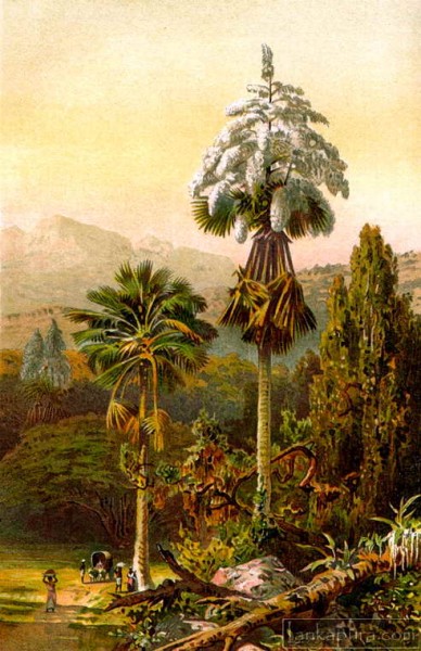 Talipot palm in Ceylon 1895